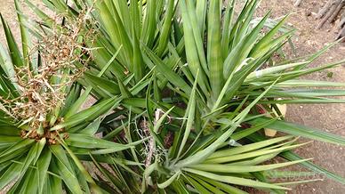 piante yucca