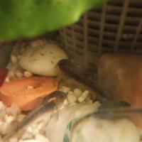 Corydoras aeneus e paleatus , tre 10