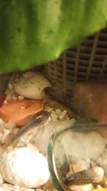 Corydoras aeneus e paleatus , tre 10