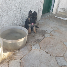 Cuccioli di pastore tedesco