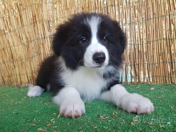 Cuccioli Border collie