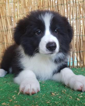 Cuccioli Border collie