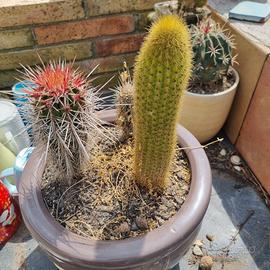 Composizione tre cactus