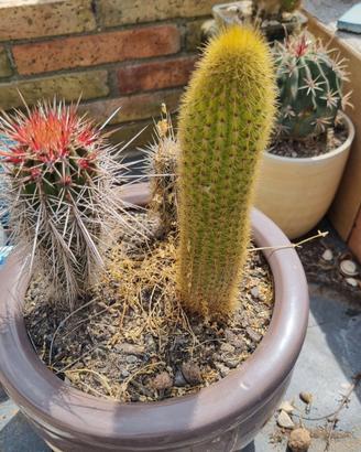 Composizione tre cactus