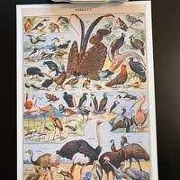 Poster vintage uccelli natura grande carta lusso