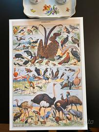 Poster vintage uccelli natura grande carta lusso
