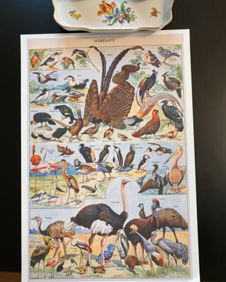 Poster vintage uccelli natura grande carta lusso