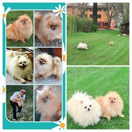 Spitz Pomerania SOLO ACCOPPIAMENTO