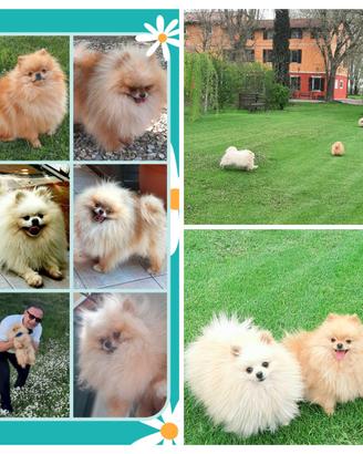 Spitz Pomerania SOLO ACCOPPIAMENTO