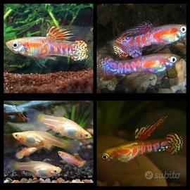 Endler Ginga Rubra in purezza
