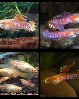 Endler Ginga Rubra in purezza