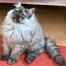 Cucciolo di persiani normotipici MASCHIO
