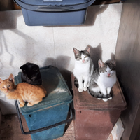 Gattini 5mesi