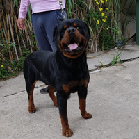 Cuccioli rottweiler