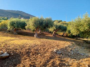 Terreno agricolo