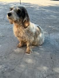 Cane da cinghiale petit Basset