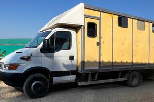 Iveco trasporto cavalli