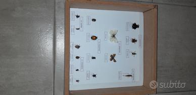 Scatola entomologica entomologia agraria