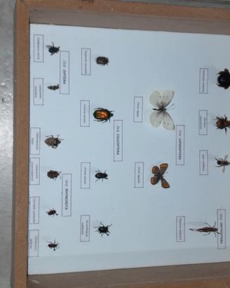 Scatola entomologica entomologia agraria