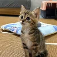 Gatti Bengala siberiano