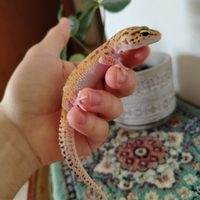 Geco Leopardino femmina
