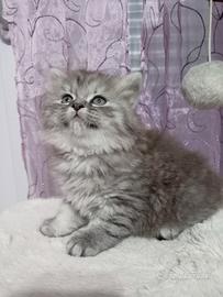 Scottish straight e fold