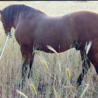 Cavallo andaluso