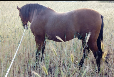 Cavallo andaluso