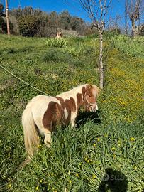 Pony