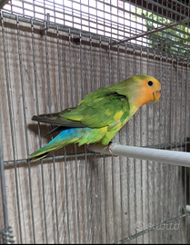 Inseparabile pezzato faccia arancio