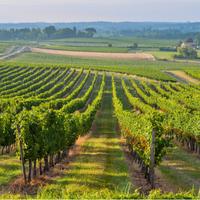 Diritto reimpianto quota vigneto