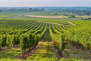 Diritto reimpianto quota vigneto