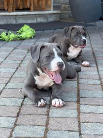 Cuccioli di Amstaff Blue con pedigree ENCI