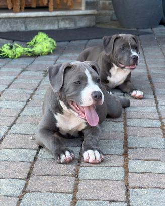 Cuccioli di Amstaff Blue con pedigree ENCI