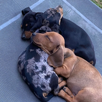 Cuccioli bassotto nano