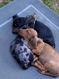 Cuccioli bassotto nano