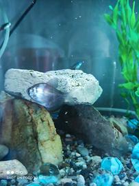 Tetra Gonnella - pesci tropicali