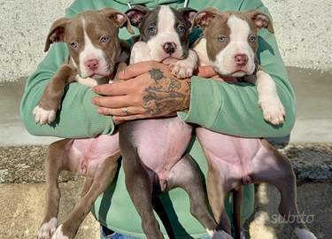 Amstaff