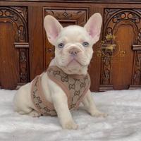Esclusiva Principessina Bulldog Francese Platinum