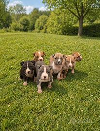 Cuccioli amstaff