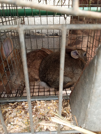 Coniglietti nostrani da ingrasso