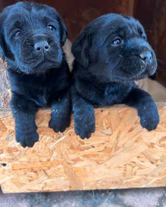 Labrador