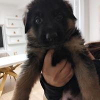 Cucciolo di 60 giorni