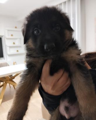 Cucciolo di 60 giorni