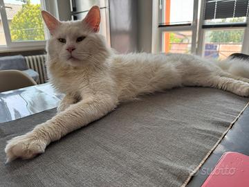 Maine Coon