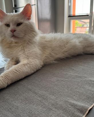Maine Coon