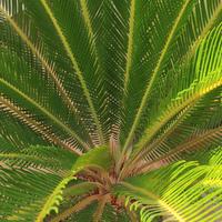 Piante Cycas 