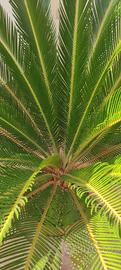 Piante Cycas 