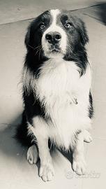 Border collie per monta