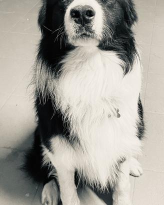 Border collie per monta